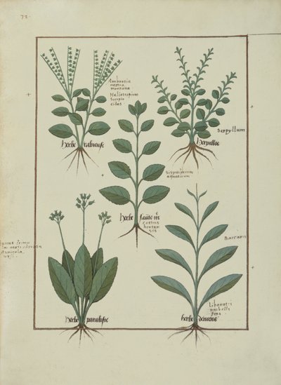 Illustration from The Book of Simple Medicines by Mattheaus Platearius by Robinet Testard